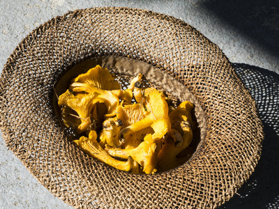 鸡油菌蘑菇的草帽, 巴迪亚