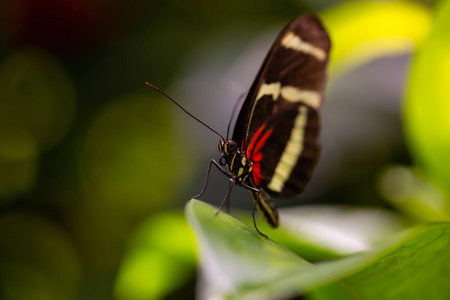 一只黑色红色和白色的蝴蝶坐在一片叶子上的美丽图片。
