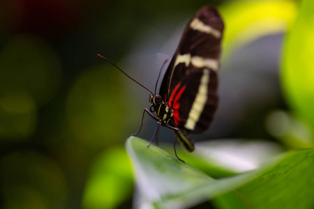 一只黑色红色和白色的蝴蝶坐在一片叶子上的美丽图片。