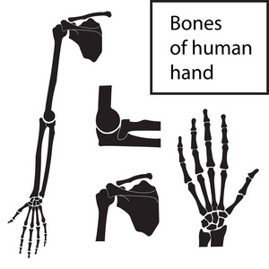人的手骨解剖学的向量例证集合