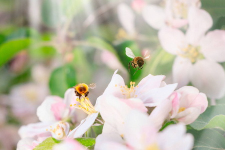 在阳光下盛开的苹果树。 黄蜂坐在一朵花上。