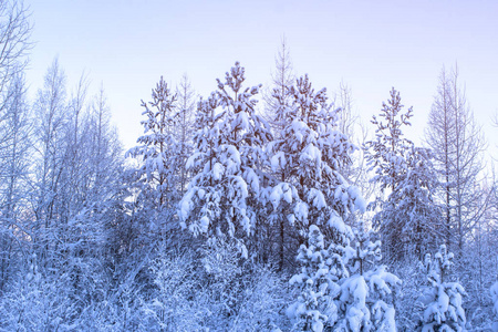 雪白的冬季景观