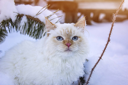 小猫在雪地里玩得很近