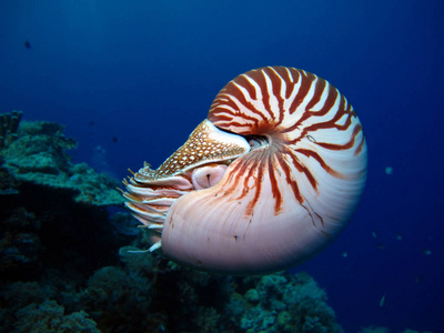 不可思议的水下世界鹦鹉螺。 帕劳。