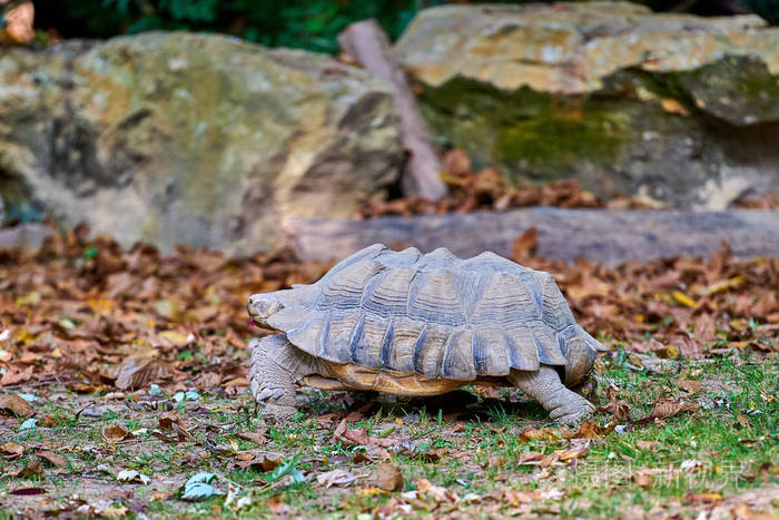 非洲刺龟centrochysulcata