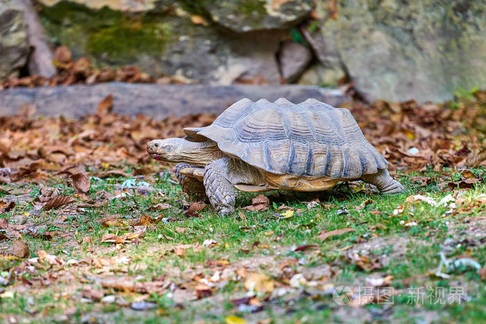 非洲刺龟(centrochysulcata)照片-正版商用图片15z0xa-摄图新视界