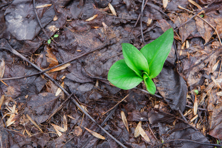 秋天的叶子是棕色的.绿色嫩芽.第一棵春草从地上长出了.