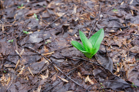 来自秋叶的腐殖质.秋天的叶子是棕色的.绿色嫩芽.