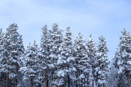 白雪覆盖的松林前景