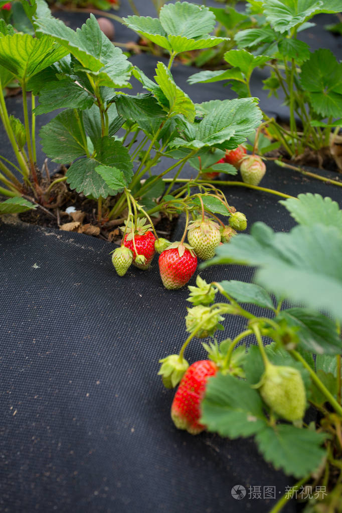 在黑色胶片下种植草莓