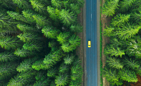 穿过绿色森林的道路和夏天开车的道路