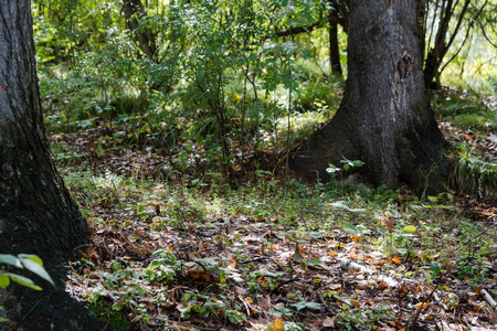 秋天松林中的落叶松针图片