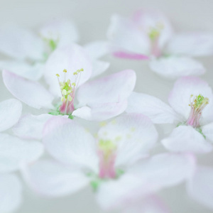 四周开满了白花花的苹果树花，飘在香气扑鼻的碗里。 水疗和健康概念