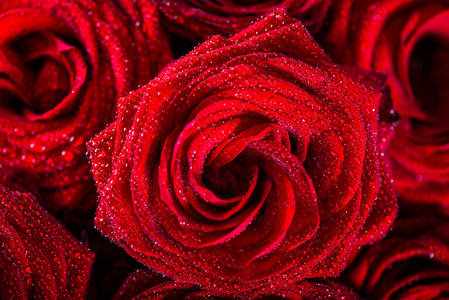 美丽的玫瑰花束, 爱情和浪漫的概念
