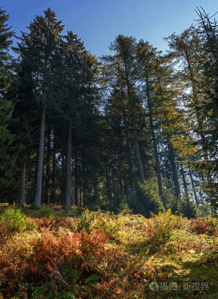 秋天的森林在山里.奥地利.阿尔卑斯山的高云杉和缓坡.树脚下的厚草.