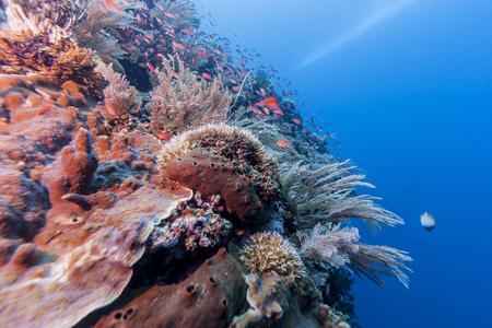 印度尼西亚巴厘岛沿岸的珊瑚礁