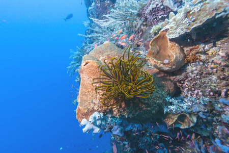 印度尼西亚巴厘岛沿岸的珊瑚礁图片