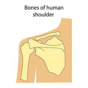 人肩骨解剖学的向量例证