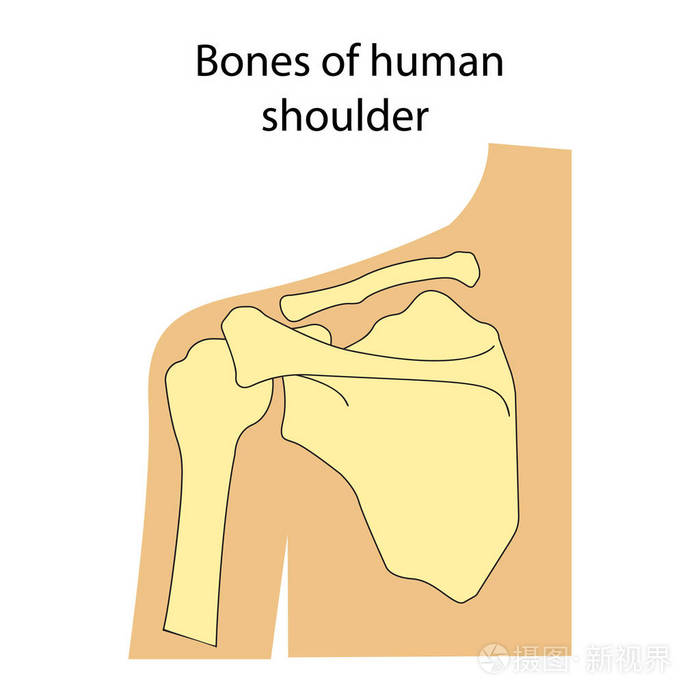 人肩膀骨头的构成图图片