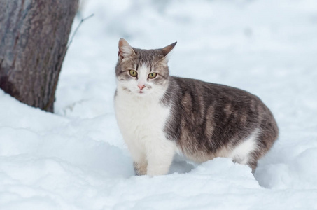 雪地里一只灰色猫的肖像。