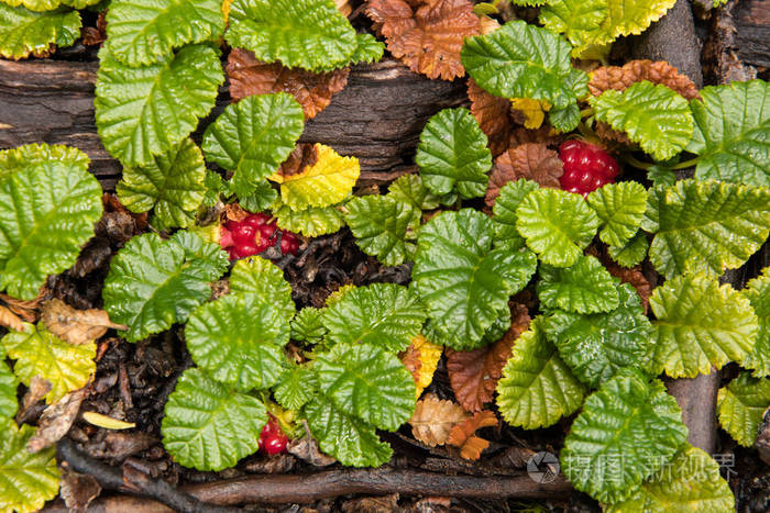 美味的矮树莓生长在巴塔哥尼亚