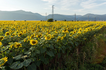 保加利亚Kazanlak山谷Starazagora地区向日葵场日落景色