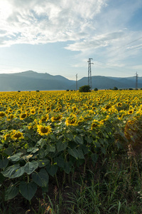 保加利亚Kazanlak山谷Starazagora地区向日葵场日落景色