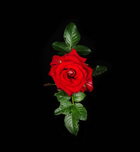 红色的玫瑰在黑色的背景上，绿色的叶子，美丽的玫瑰在黑色的背景上。 一朵玫瑰的工作室拍摄。 kvdratny照片。 上面的风景。