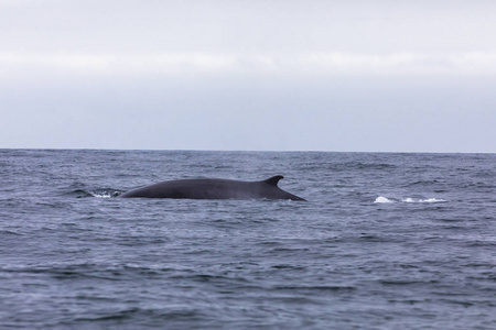在智利阿塔卡马沙漠前的太平洋水域中游泳的长须鲸是观赏鲸鱼和野生海洋生物的好去处，也是享受大自然的好去处