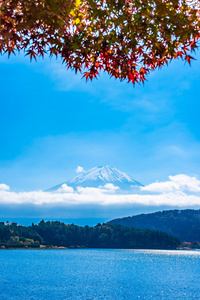 秋季环湖枫叶树的富士山美景