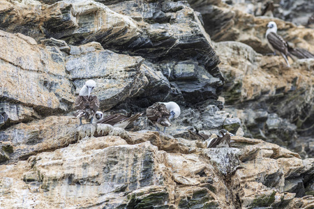 智利北部查纳拉尔岛国家公园内悬崖上的一个秘鲁诱杀鸟家族，以及在洪堡河的野生环境中看到水生野生生物的令人惊叹的地方