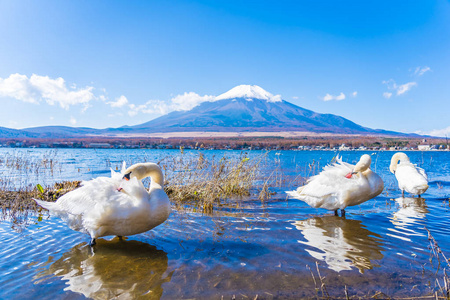 美丽的风景富士山与白天鹅围绕日本山子湖