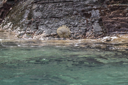 像这样的动物海燕是南太平洋海岸典型的多种武装海星.