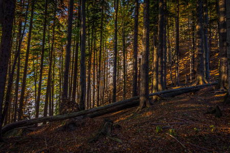 秋天，棕色和黄色的森林，满是落叶，在通往塔德尔瓦和山顶的路上，下奥地利的施尼伯阿尔彭