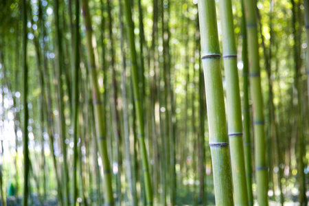 韩国金州的竹林。