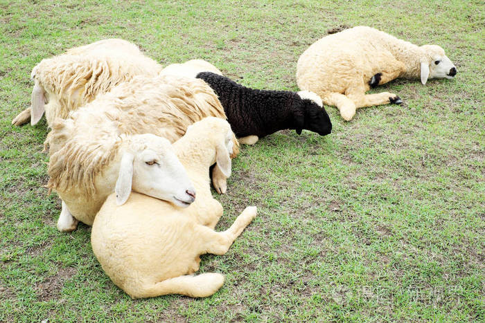 草地上有青草的羊