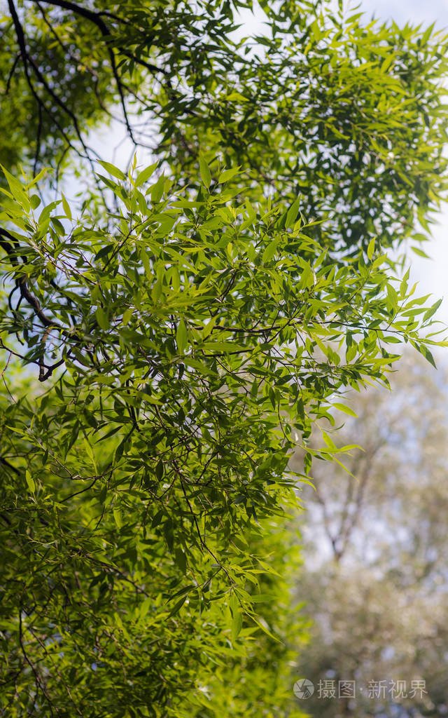 初夏绿树葱茏