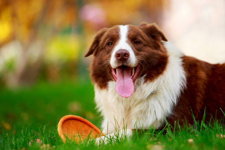 狗品种边境牧羊犬躺在绿草上图片