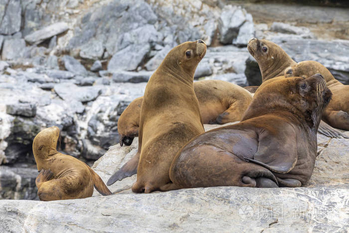 在阿塔卡马沙漠的查纳拉尔岛智利是一个令人惊叹的地方可以看到像海豹