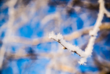 冬天的背景下结霜的裸树，树枝上结霜