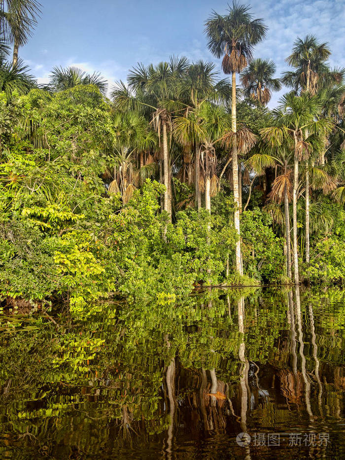 森林树木在秘鲁桑多瓦尔湖的水中被镜像