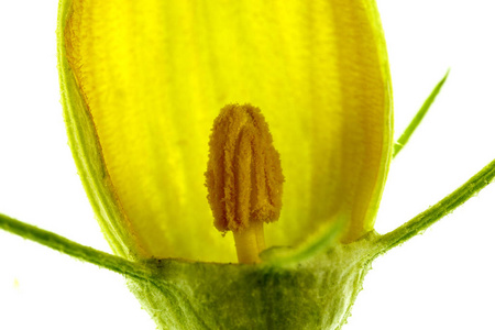 花萼解剖南瓜雄花,花瓣雄蕊花药花丝萼片和花萼照片