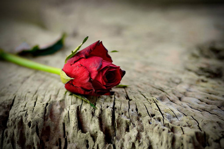 红玫瑰放在旧木头上，背景模糊。