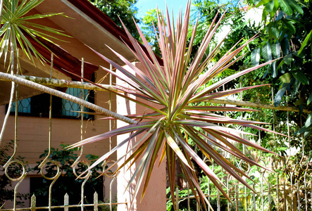 令人惊叹的热带植物。 菲律宾