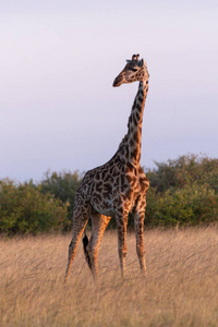 马赛长颈鹿站在草地上看镜头