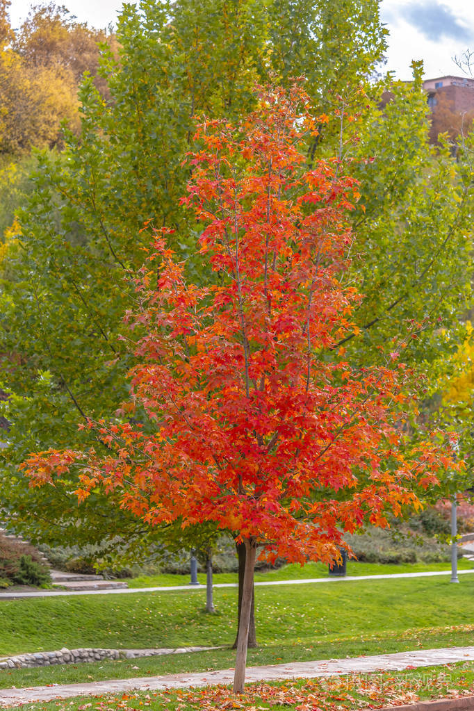 在阳光明媚的日子里公园里一棵火红的枫树