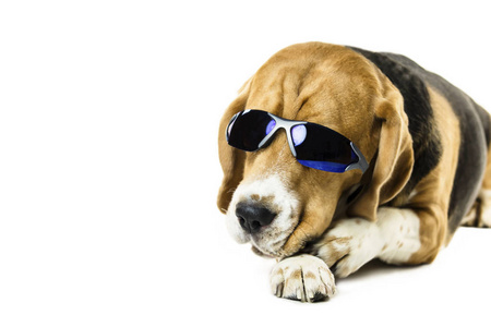 戴着白色背景太阳镜的可爱小猎犬