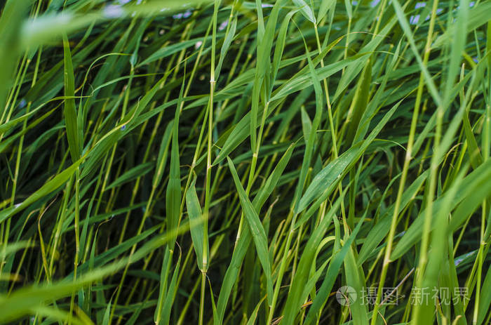 早晨美丽的大自然。 美丽的草和耳朵，田野和草甸花在阳光明媚的夏日的早晨和下午的太阳。