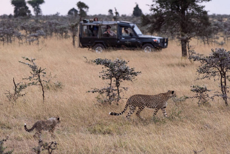 卡车摄影师拍摄猎豹和幼崽