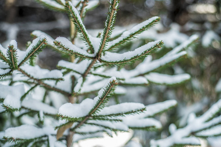 冬季景观和背景。 冬季景观和背景。 美丽有趣的景观和积雪覆盖的针叶树枝。